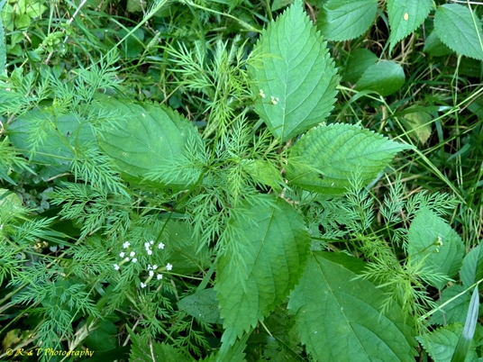 {Trepocarpus aethusae}